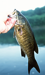 Susquehanna River Guides
