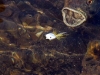 DSC_0071-bass-top-LR-copy.jpg