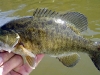 smallmouth.jpg