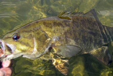 Fly Fishing for Smallmouth Bass in South Central Pennsylvania